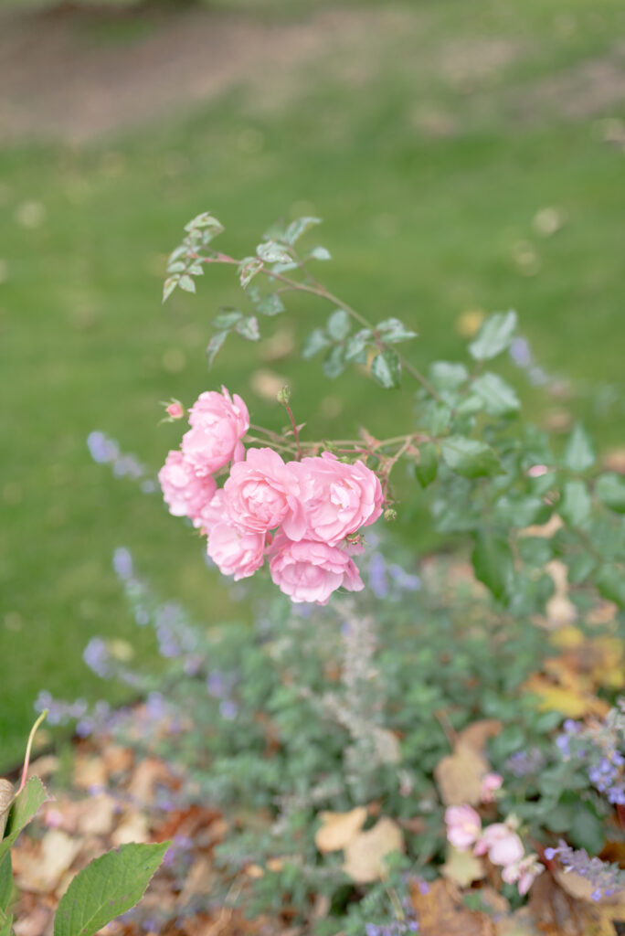 The breathtaking gardens of Penicuik House, Penicuik Estate, Scotland — an exclusive use, country estate wedding venue near Edinburgh, Scotland. Image by luxury fine art wedding photographer, Jill Cherry Porter, in connection with top wedding planner Scotland, Emma Matthews, founder of Timeless White Wedding Planning, and Jill Alexander, luxury wedding florist Scotland, The Little Flower Atelier.