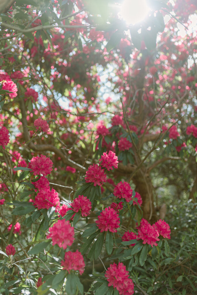 Rhododendrons in the gardens