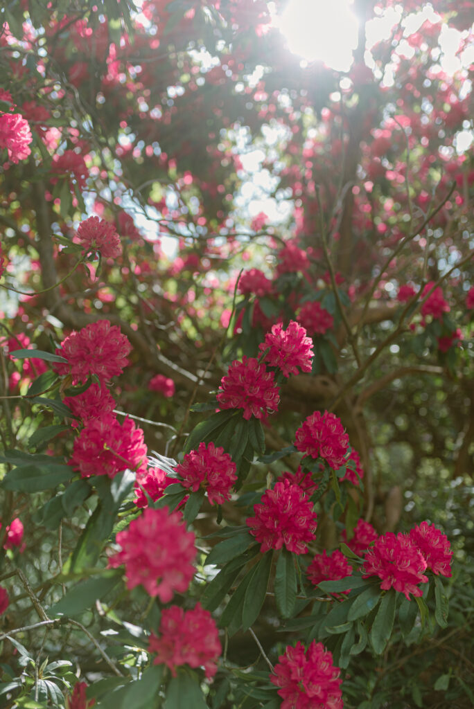 The gardens of Birkhill Castle, an exclusive-use private estate wedding venue in Scotland
